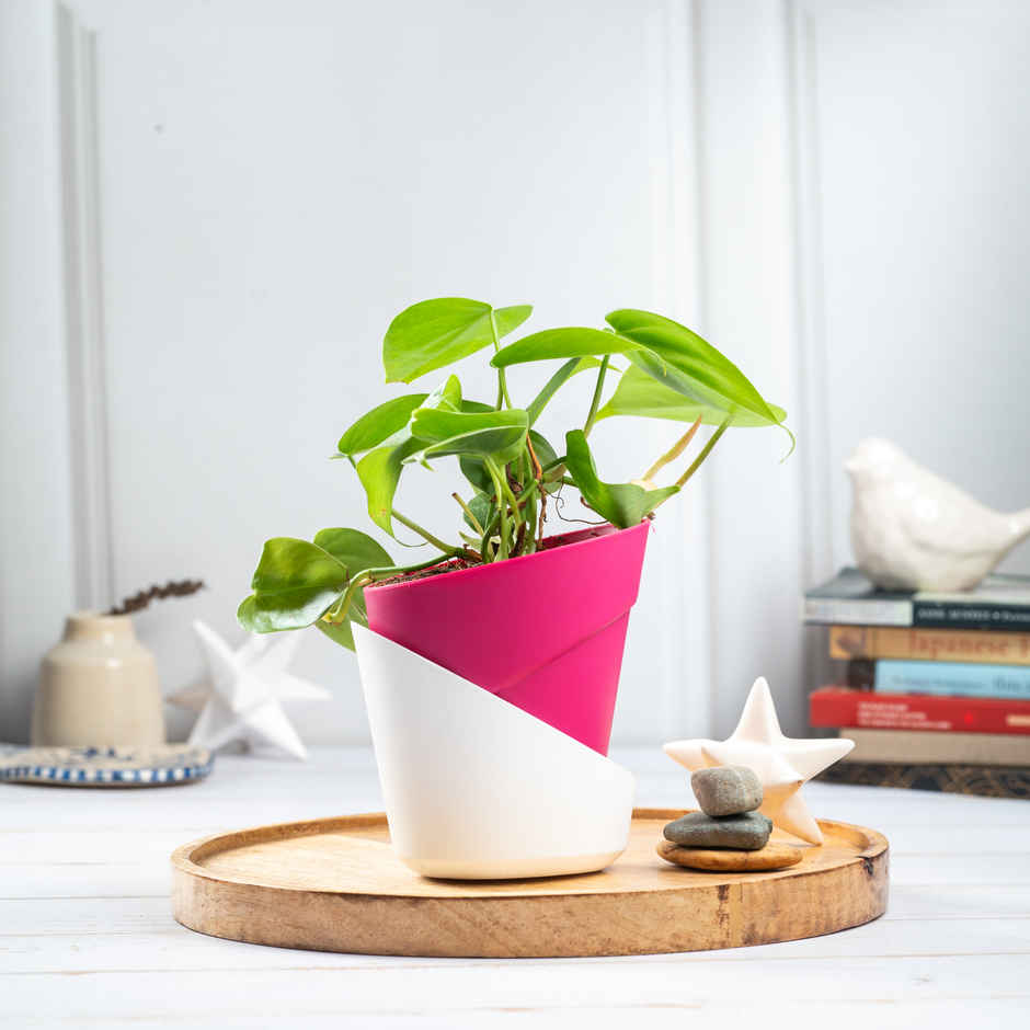 Bloom Air Purifying Oxycardium Plant