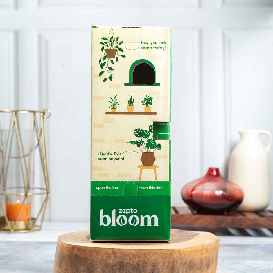 Bloom Good Luck Money Plant | Gifting & Decor