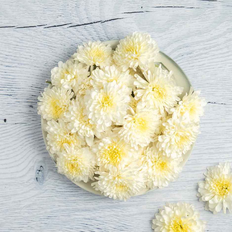 Chrysanthemum White Flower (Shevanthi)