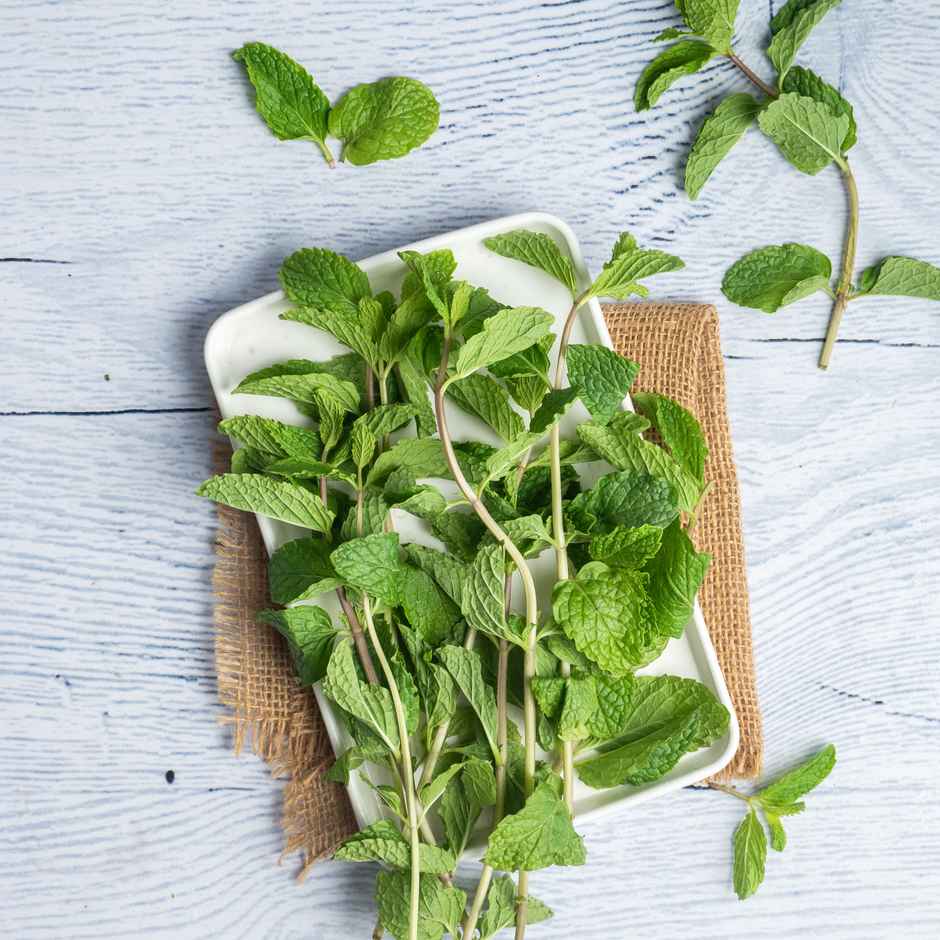 Mint Leaves Premium - Cleaned, without roots