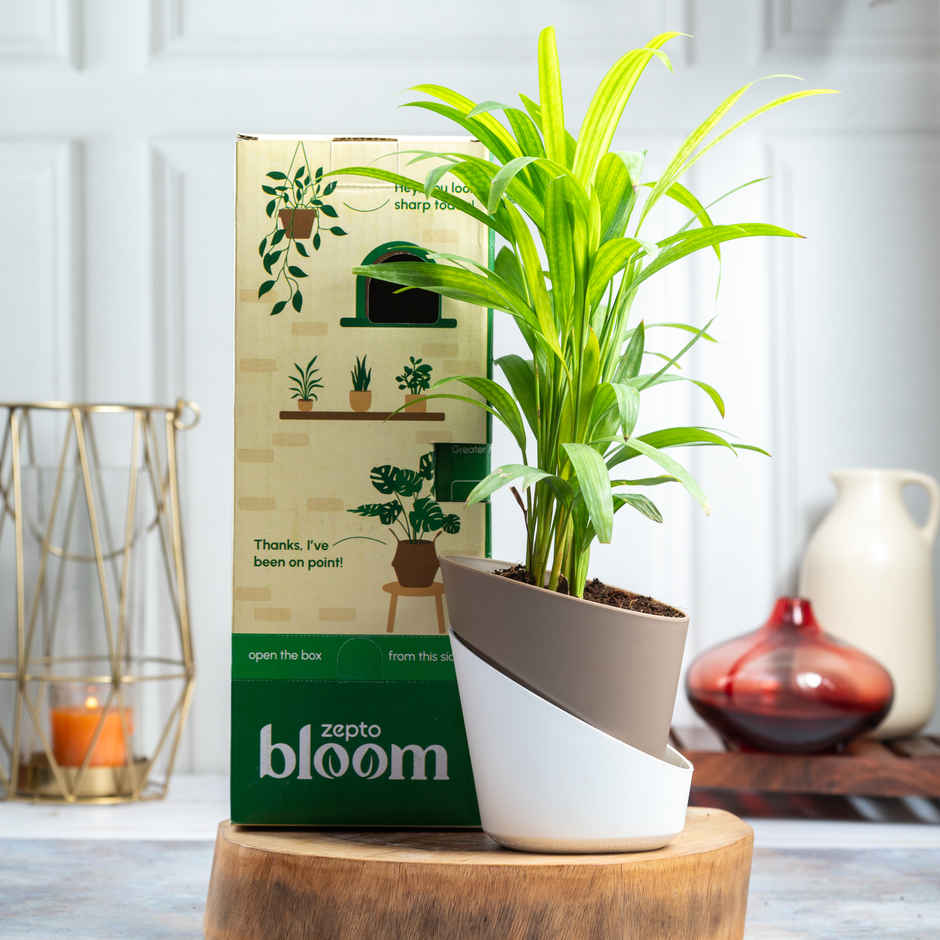 Bloom Air Purifying Areca Palm Plant | Gifting & Décor