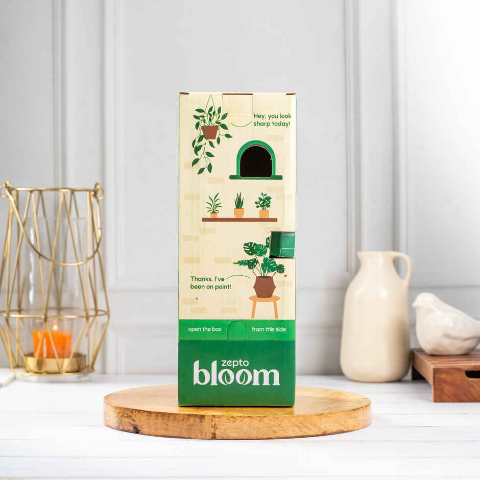 Bloom Anthurium Red Plant| Decor & Gift