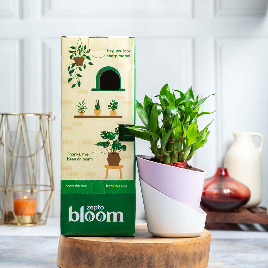 Bloom 2 Layer Lucky Bamboo Plant | Gifting & Decor