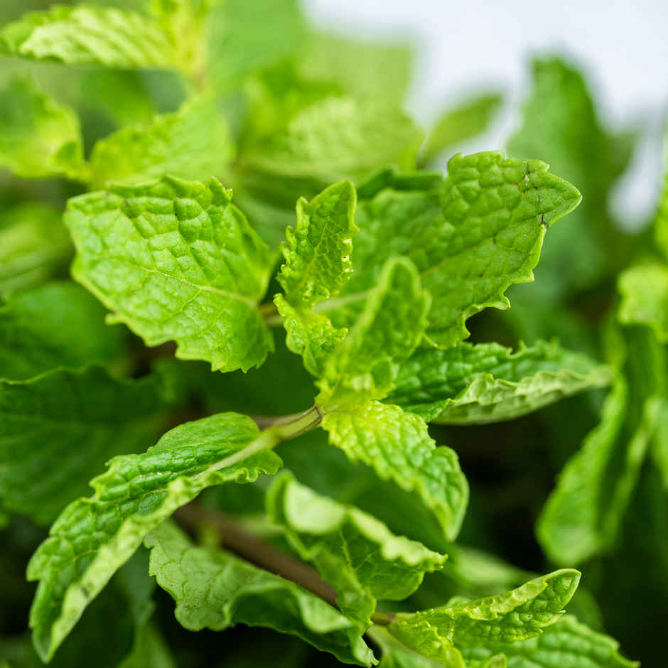 Mint Leaves Premium - Cleaned, without roots