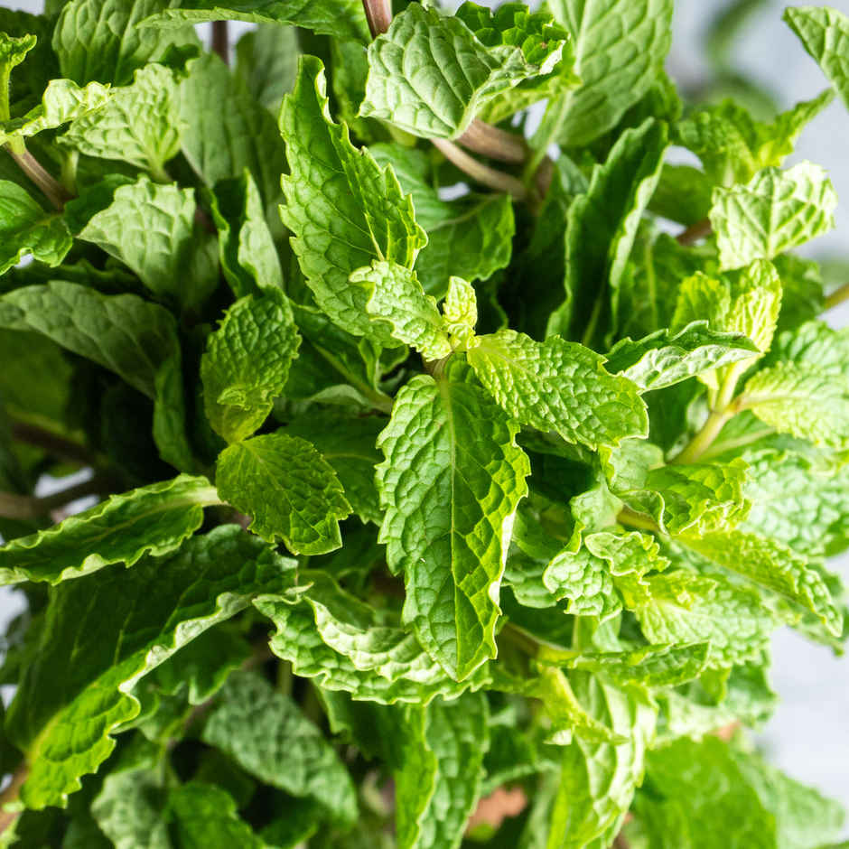 Mint Leaves