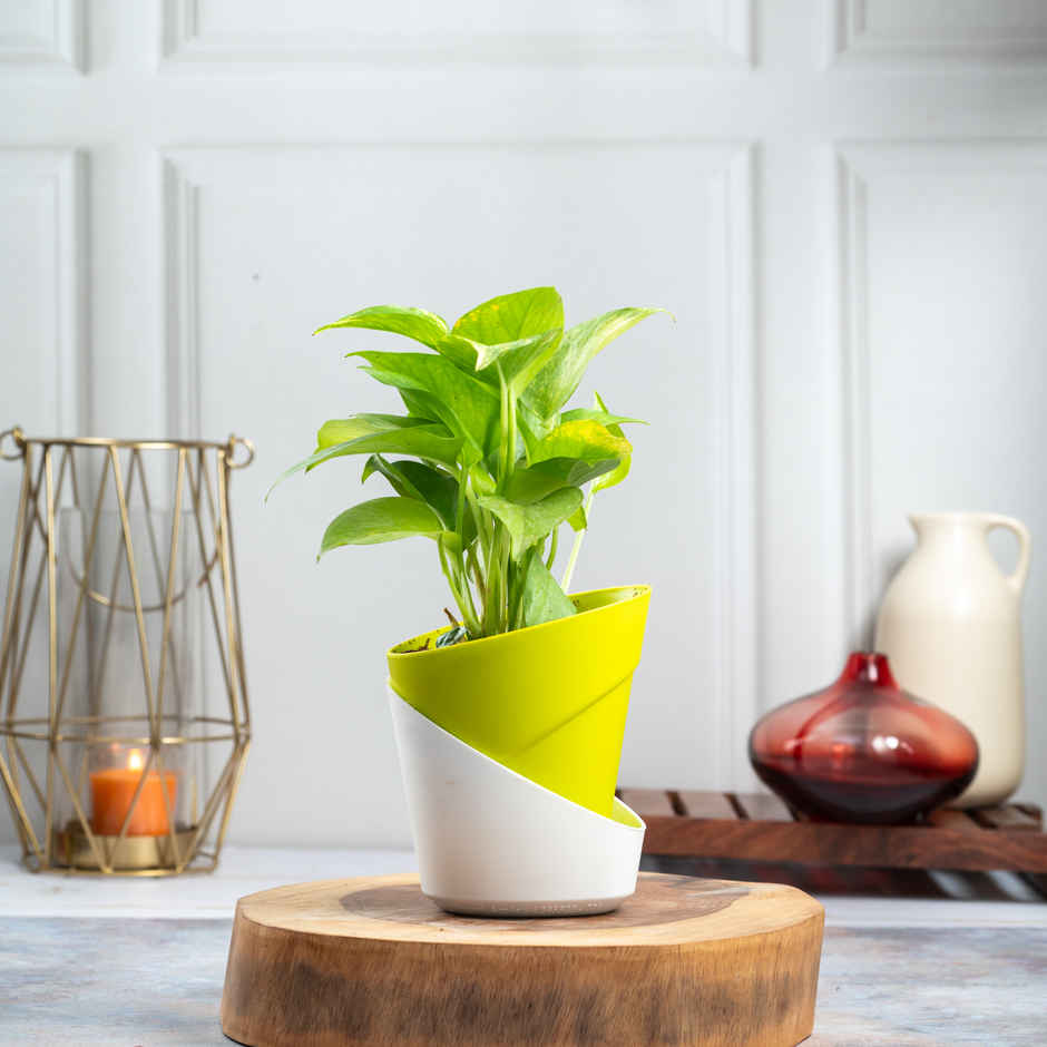 Bloom Good Luck Money Plant