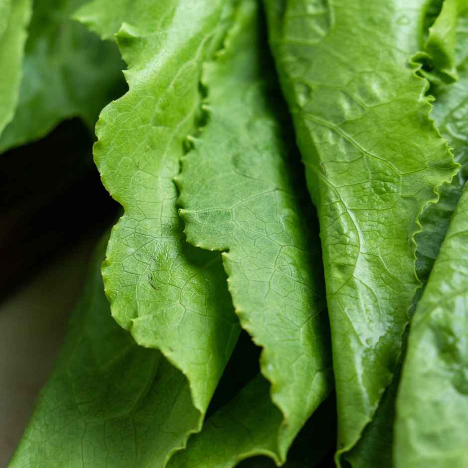 Lettuce Romaine