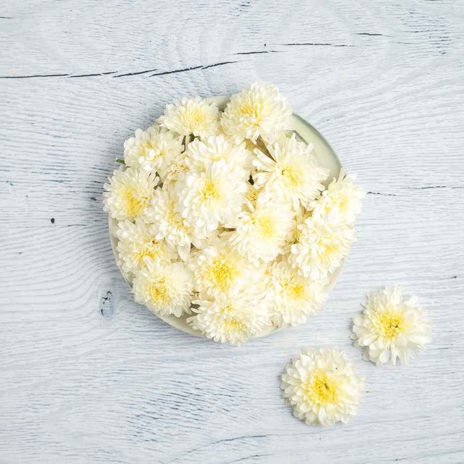 Chrysanthemum White Flower