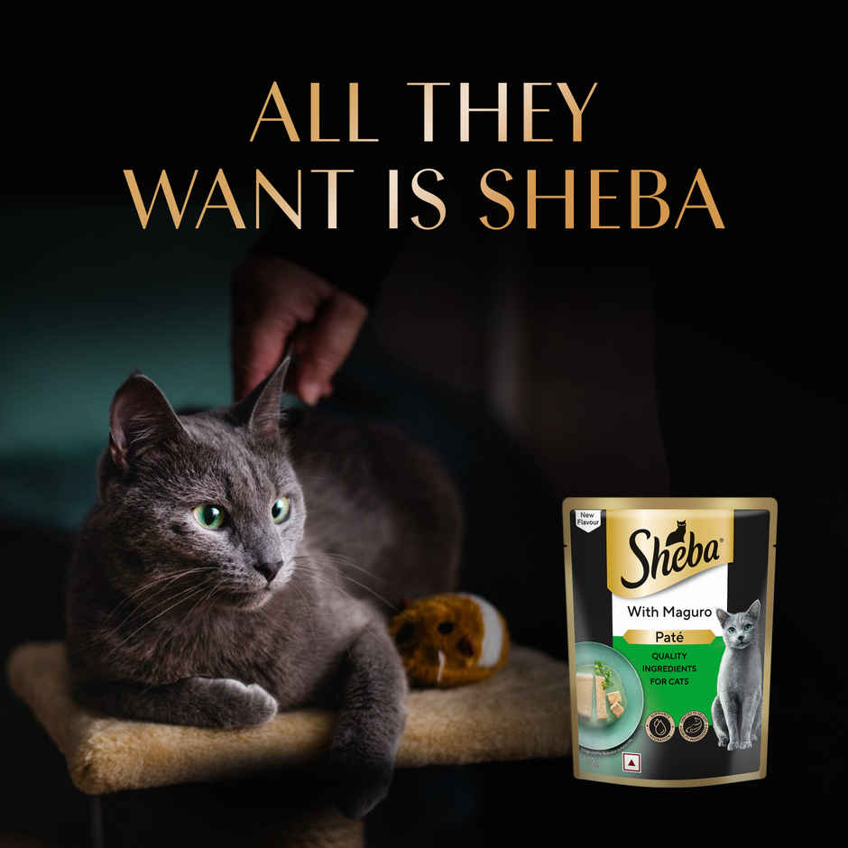 Sheba Pate Adult Wet Cat Food | Maguro