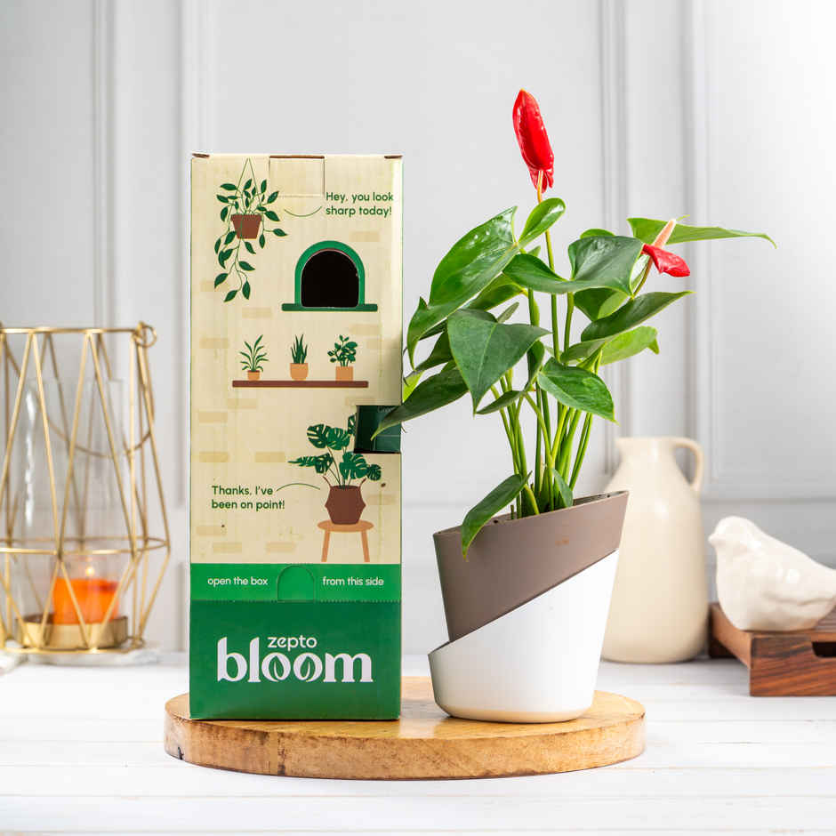 Bloom Anthurium Red Plant| Decor & Gift