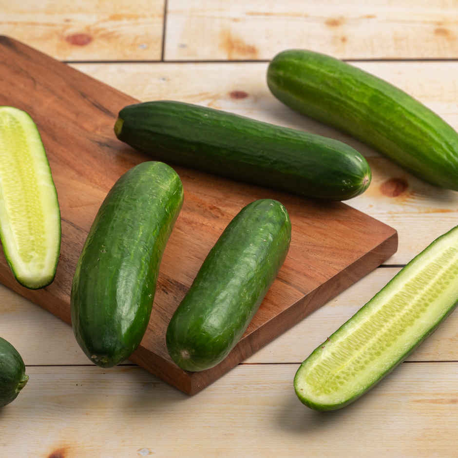 Hydroponic English Cucumber