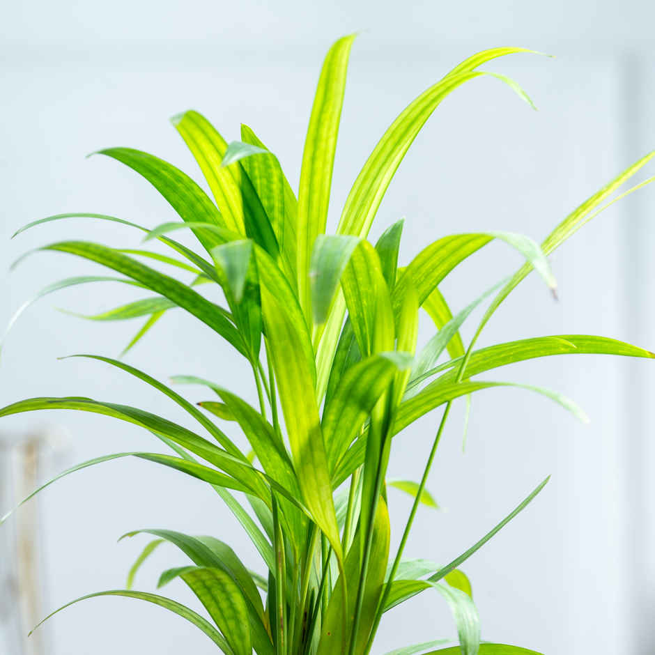 Bloom Air Purifying Areca Palm Plant