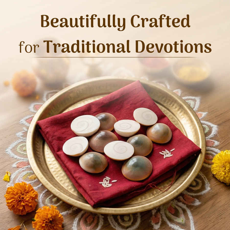 Gomati Chakra | Pack of 11 | Auspicious Buy | Cycle