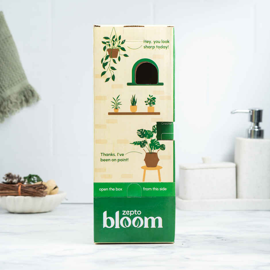 Bloom Air-Purifying Snake Plant