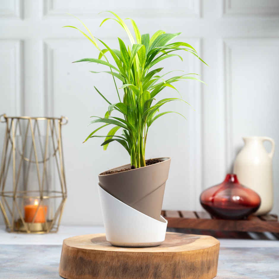 Bloom Air Purifying Areca Palm Plant | Gifting & Décor