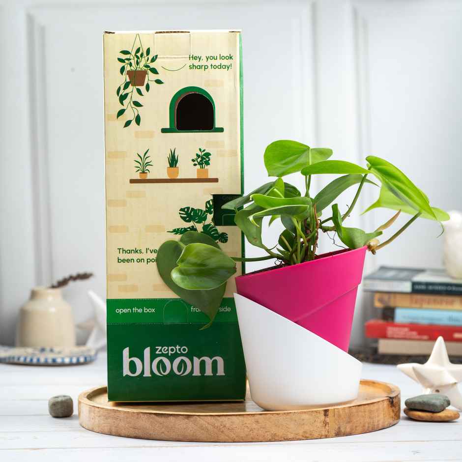 Bloom Air Purifying Oxycardium Plant | Gifting & Decor