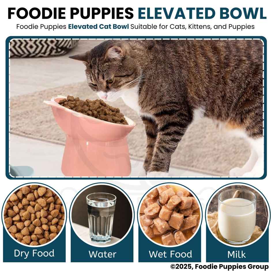 Foodie Puppies Elevated Pet Bowl 45 Degree Tilted Anti Vomiting Feeder