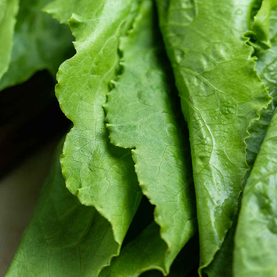 Lettuce Romaine Green