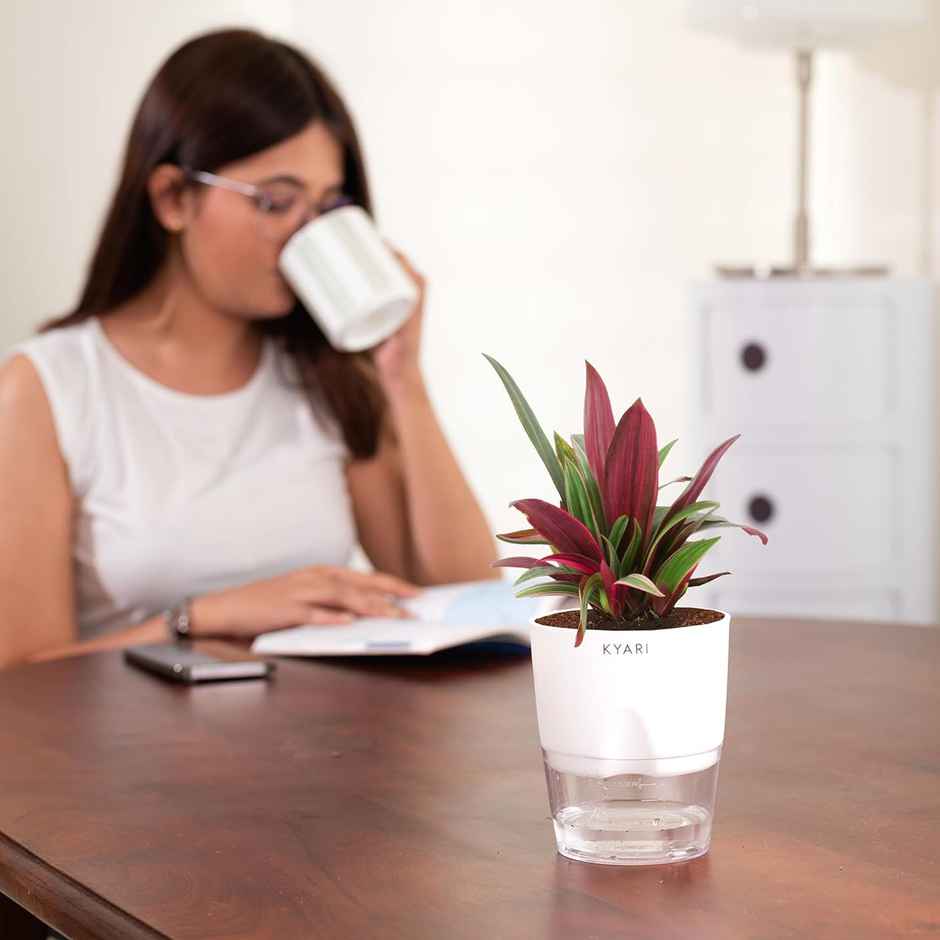 Kyari Self Watering 4 Inch Pot| White | Pack of 1 | Garden Accessory