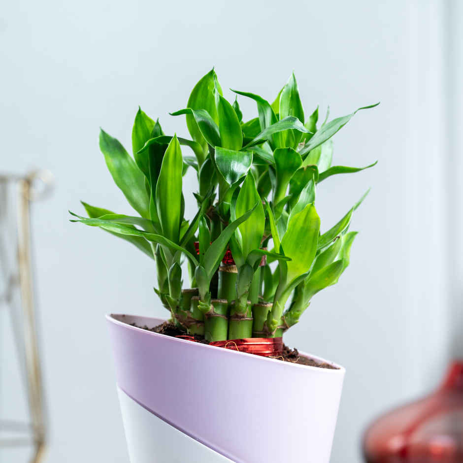 Bloom 2 Layer Lucky Bamboo Plant | Gifting & Decor