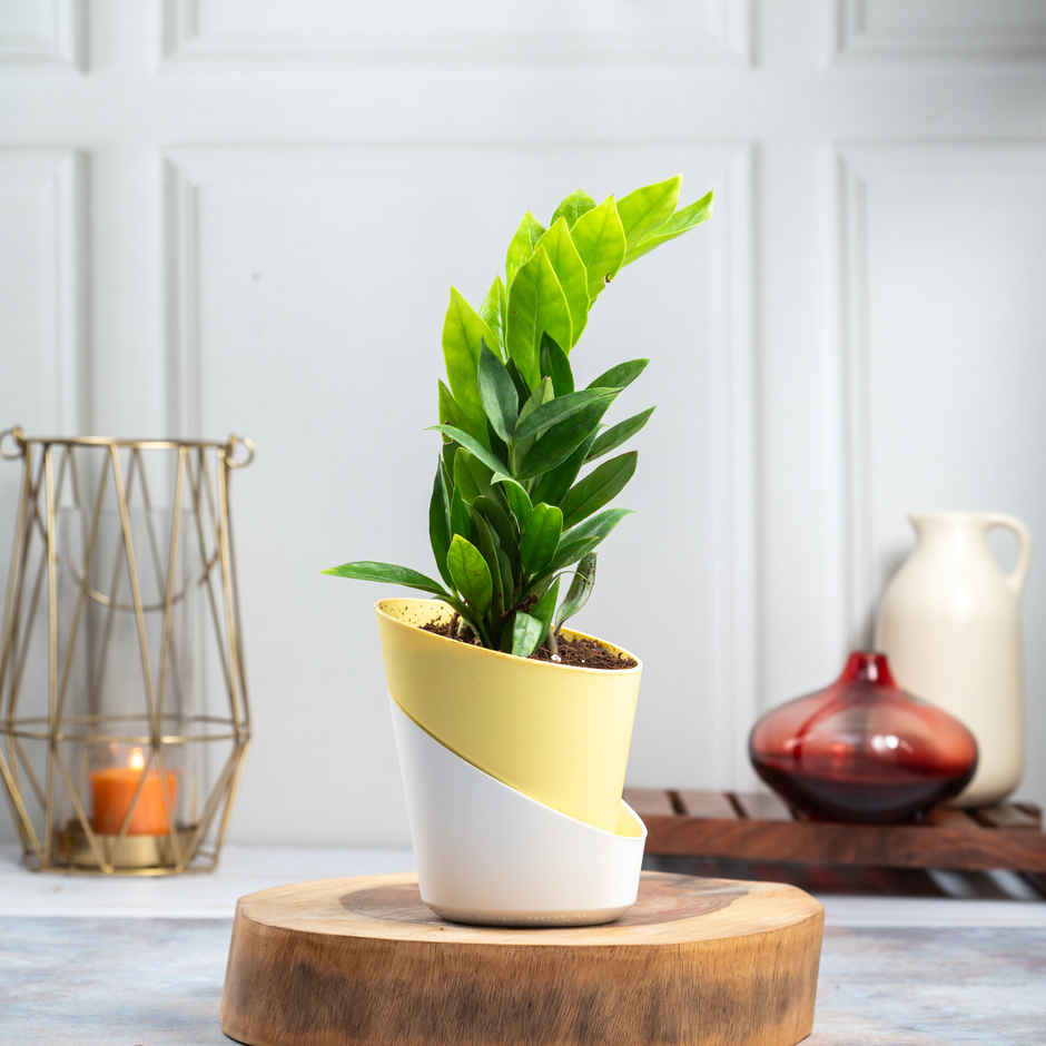 Bloom ZZ Plant | Low Maintenance