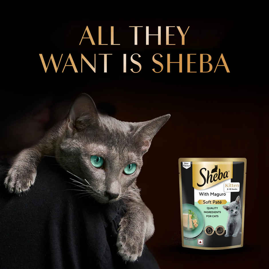 Sheba Pate Kitten Wet Cat Food | Maguro