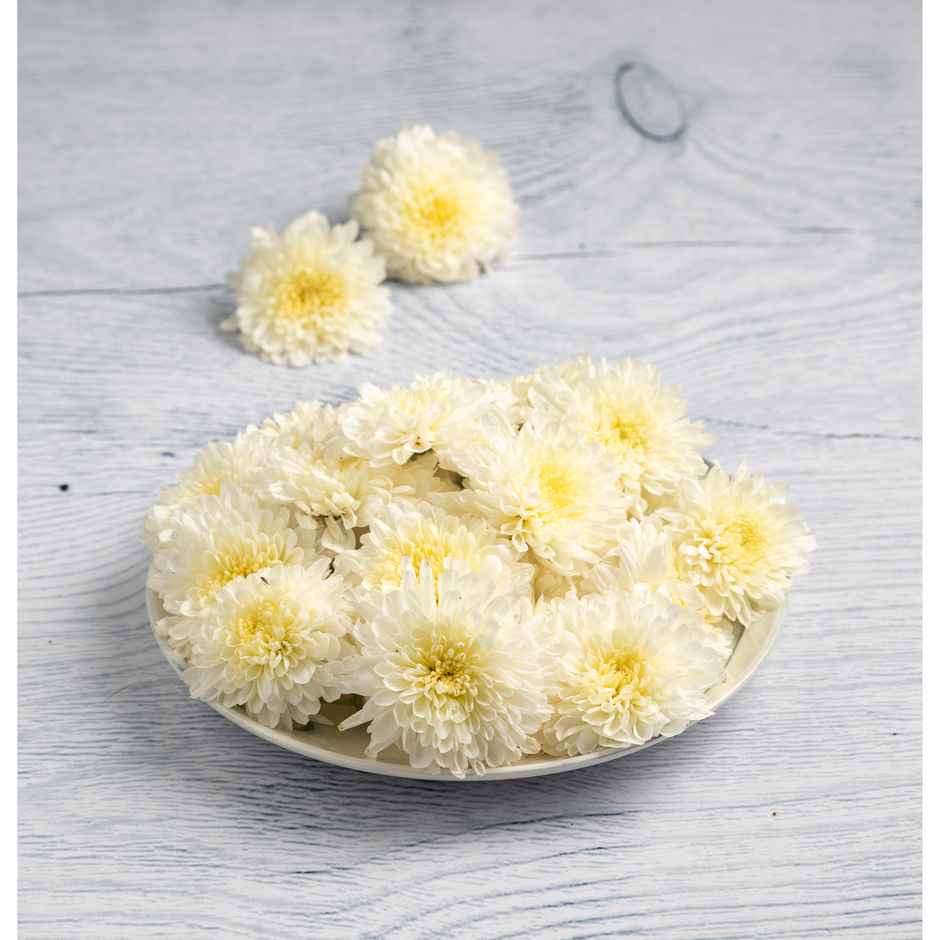 Chrysanthemum White Flower