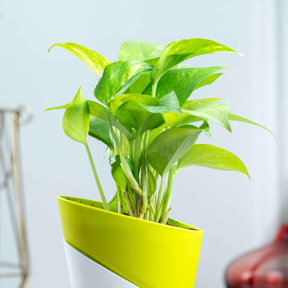 Bloom Good Luck Money Plant