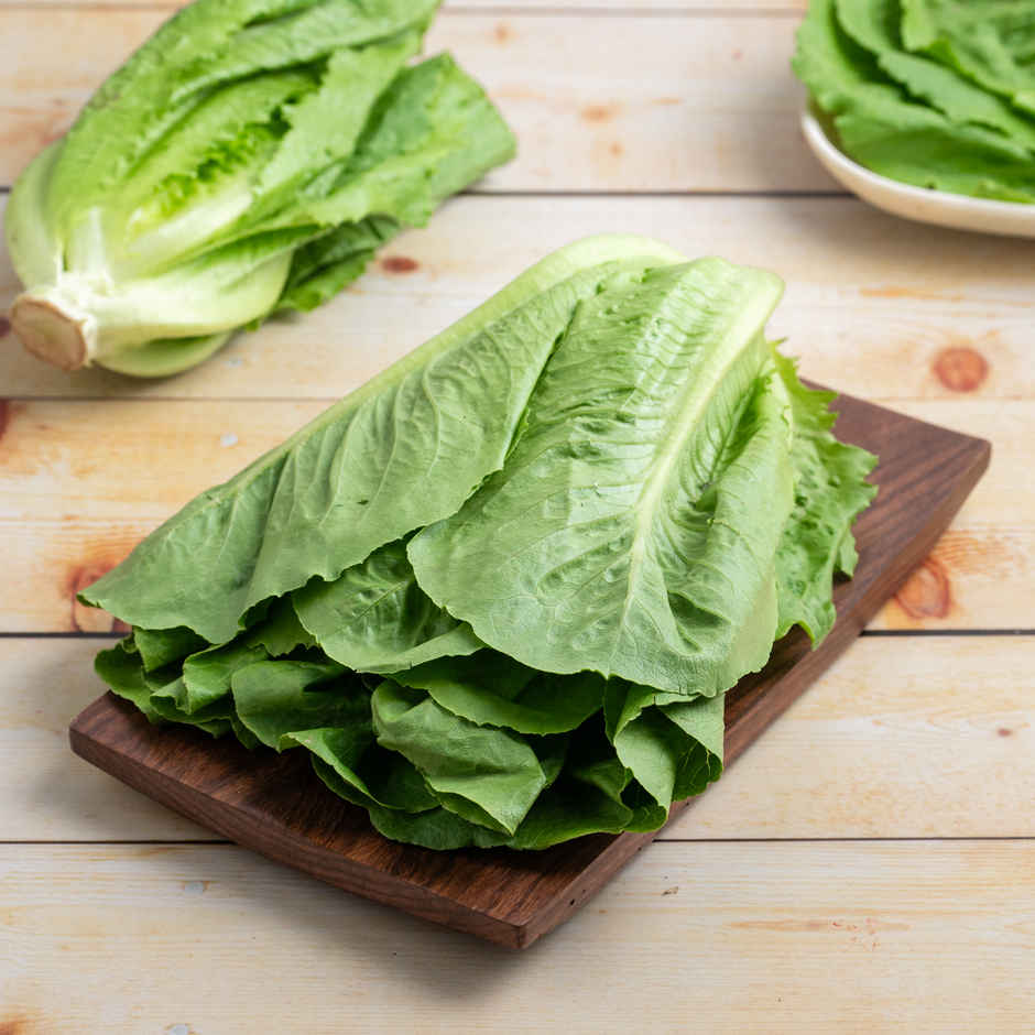 Hydroponic Lettuce Romaine