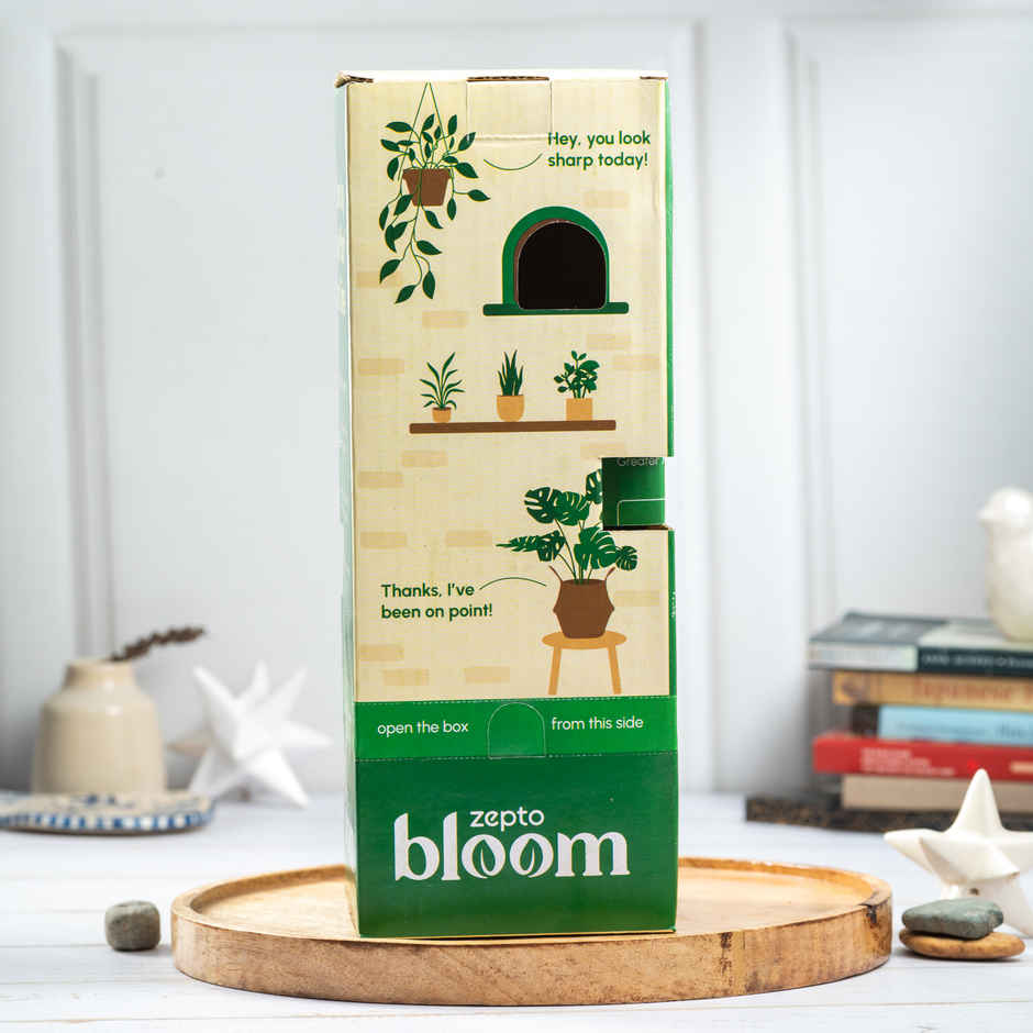 Bloom Air Purifying Peace Lily Plant
