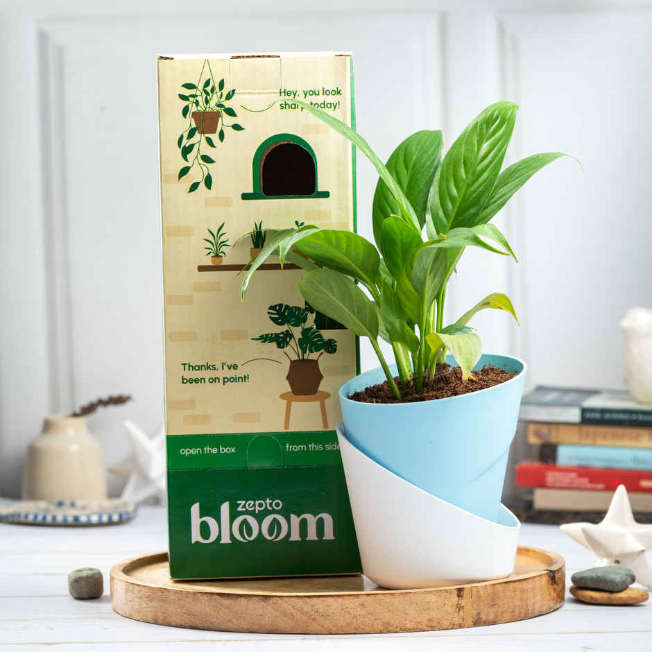 Bloom Air Purifying Peace Lily Plant | Gifting & Décor