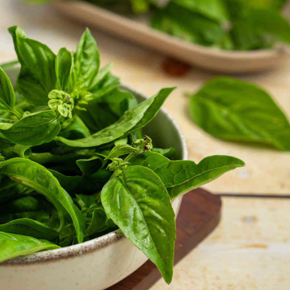 Basil Leaves