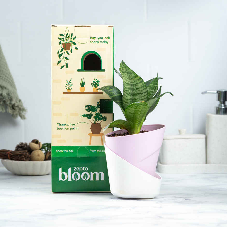 Bloom Air-Purifying Snake Plant
