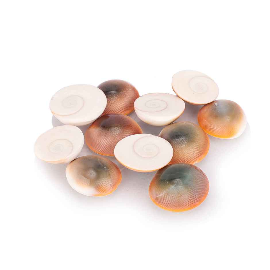Gomati Chakra | Pack of 11 | Auspicious Buy | Cycle
