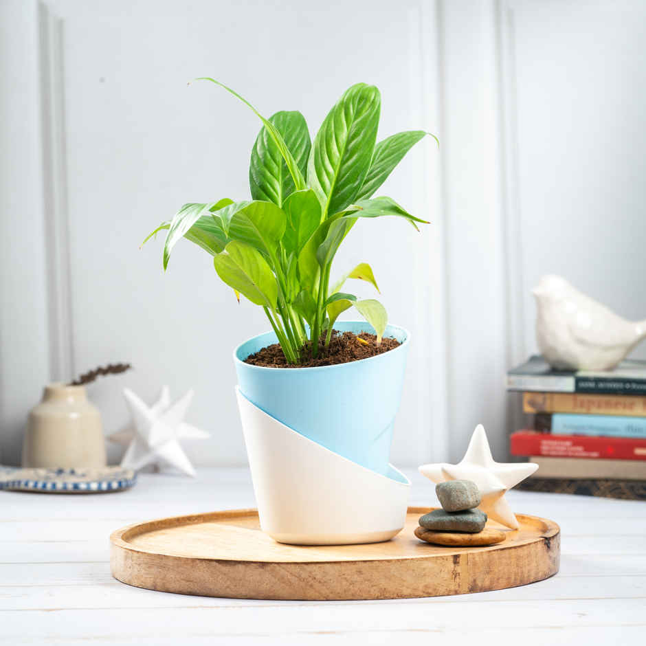Bloom Air Purifying Peace Lily Plant