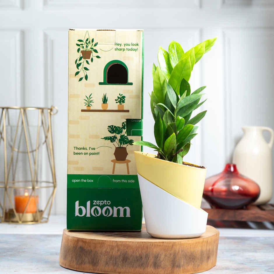 Bloom ZZ Plant | Low Maintenance