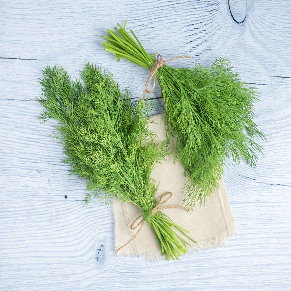 Dill Leaves - Cleaned, without roots