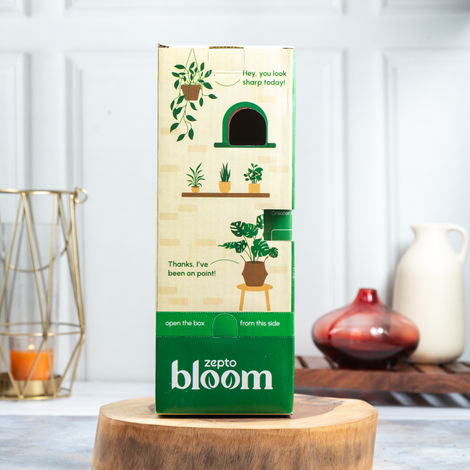 Bloom Good Luck Money Plant