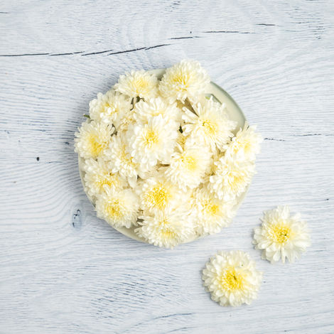 Chrysanthemum White