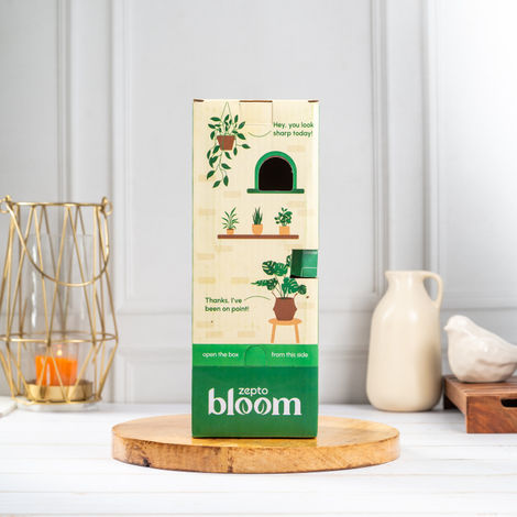 Bloom Anthurium Red Plant| Decor & Gift