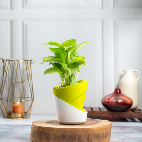 Bloom Good Luck Money Plant