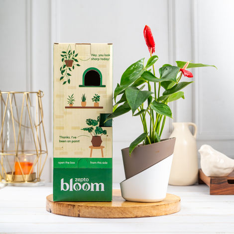 Bloom Anthurium Red Plant| Decor & Gift