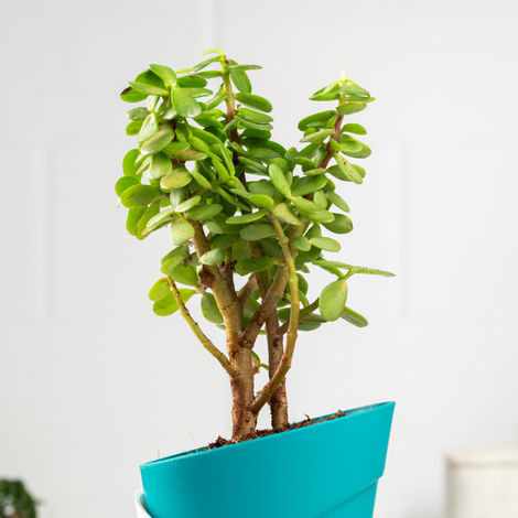 Bloom Auspicious Jade Plant