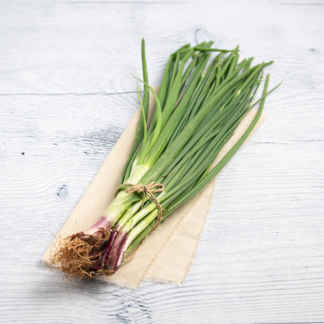 Spring Onion