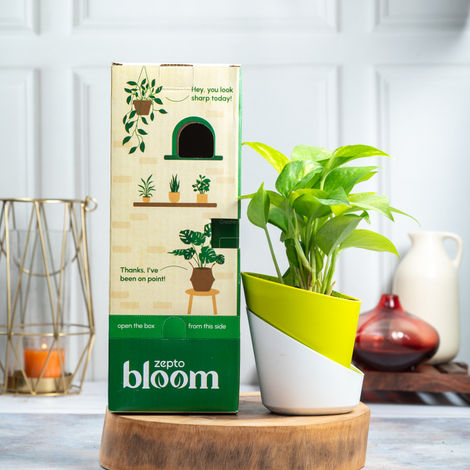 Bloom Good Luck Money Plant