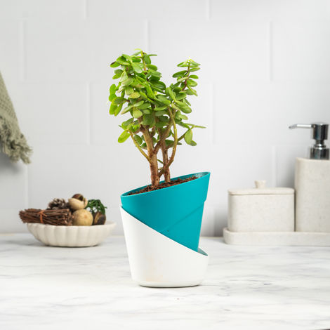 Bloom Auspicious Jade Plant