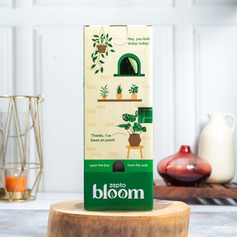 Bloom Air Purifying Areca Palm Plant