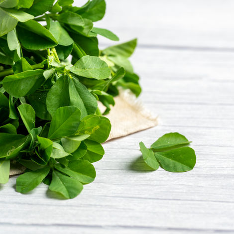 Fenugreek (Methi)