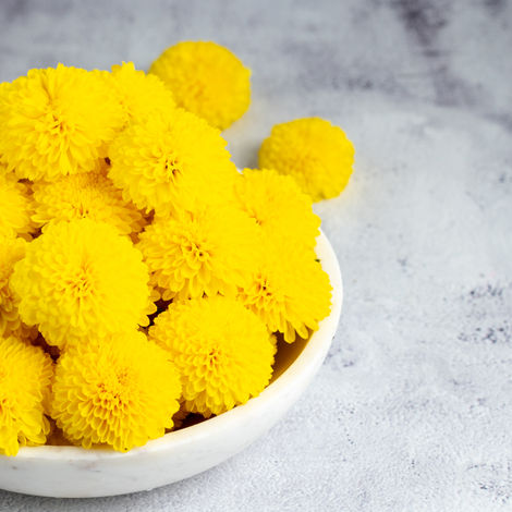 Chrysanthemum Yellow