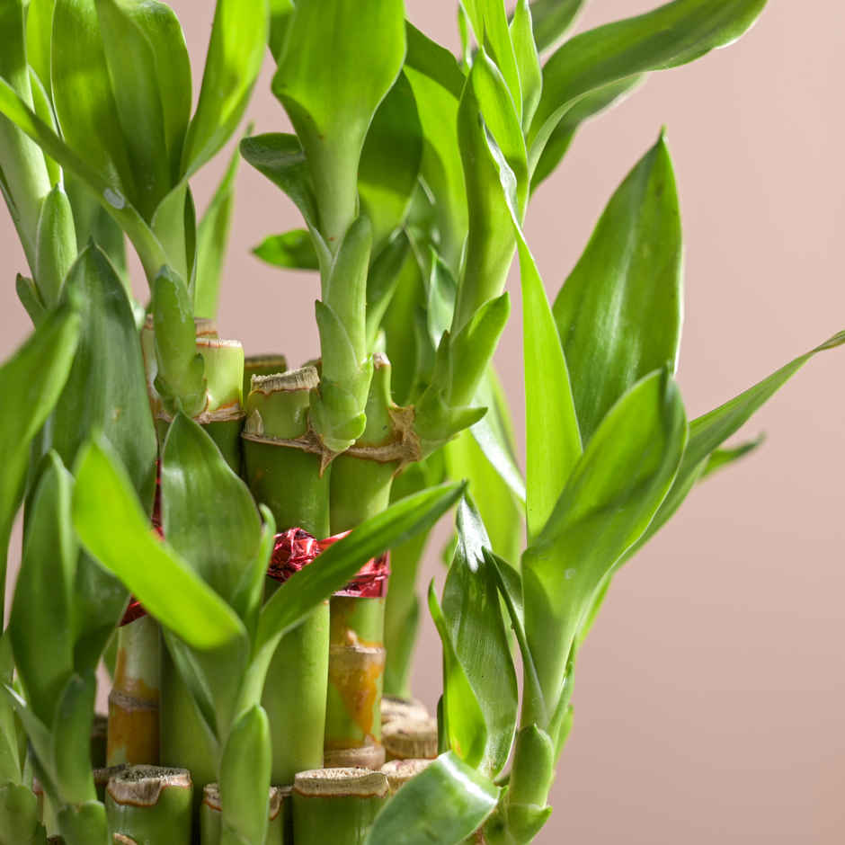 Ugaoo Money Plant Variegated With Self Watering Yellow Pot(1pc) & Ugaoo Two Layer Bamboo Plant(1pc) Combo